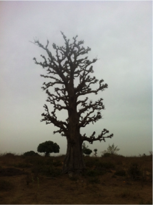 Baobab tree